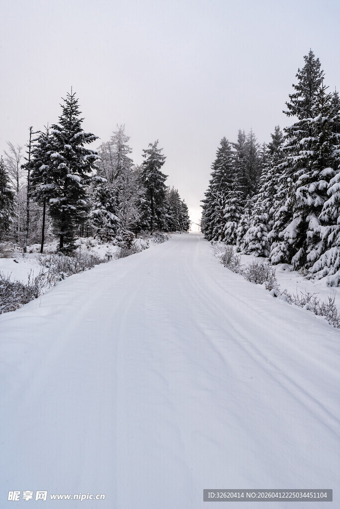 冬日雪覆林间路