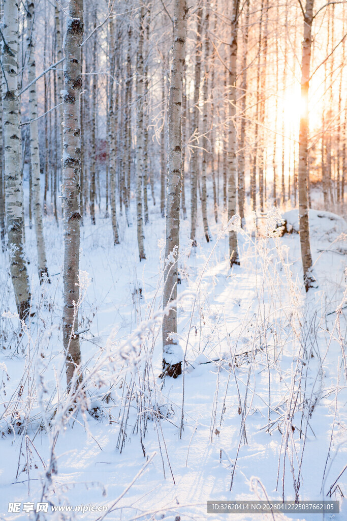 冬日雪林