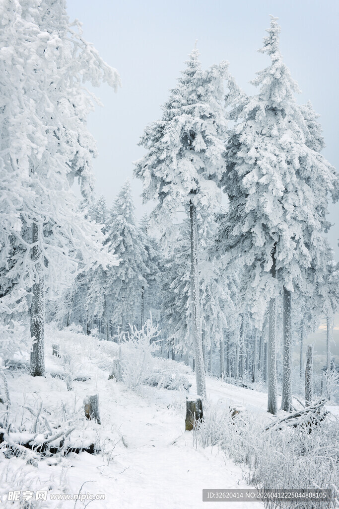 冬日雪林小径美景