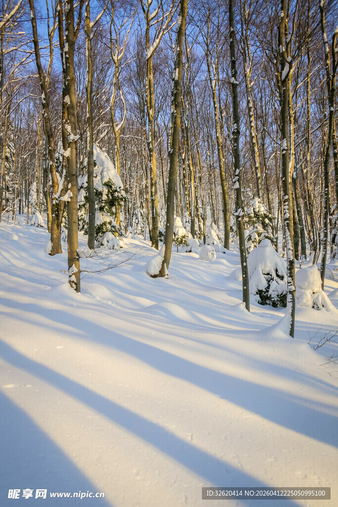 冬日雪林美景