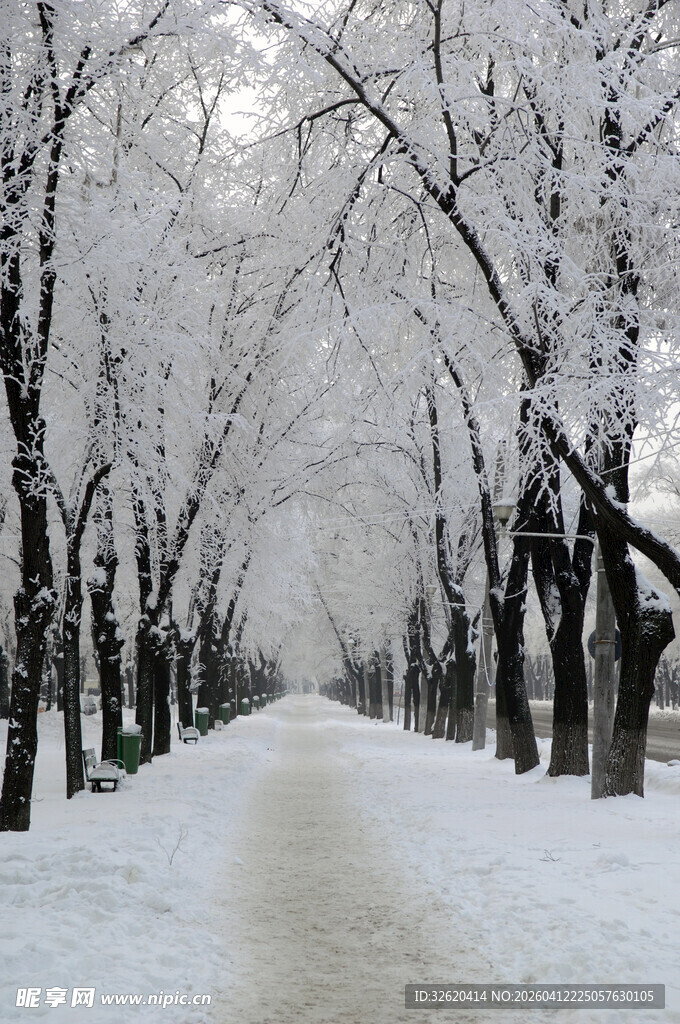 雪覆林间小道的冬日美景