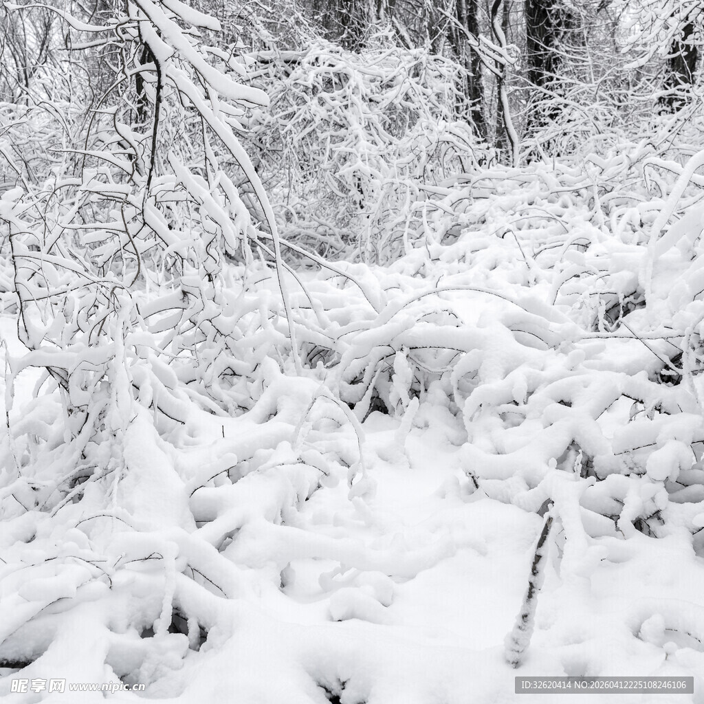 冬日雪景中的覆雪树林