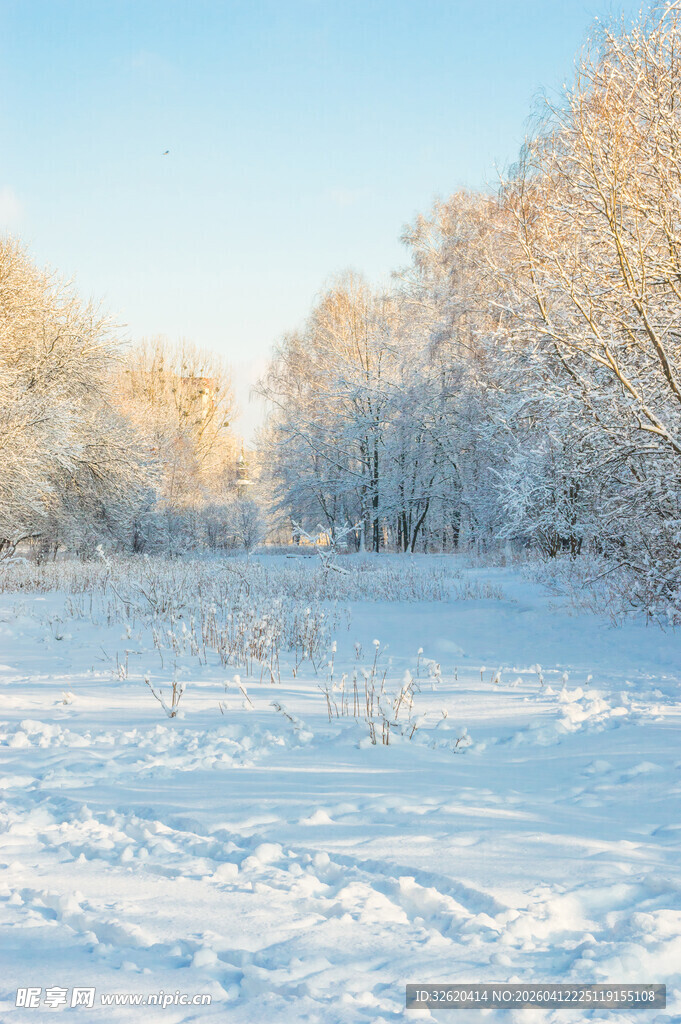 冬日雪景中的银白树林