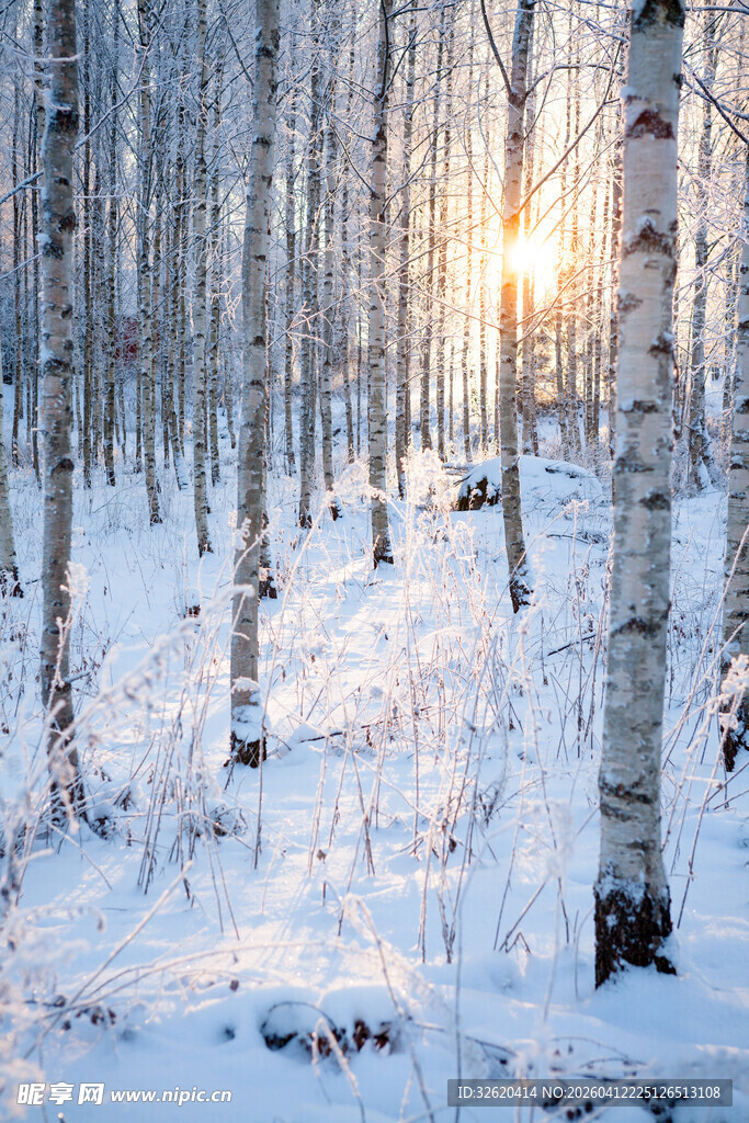 冬日白桦林雪景
