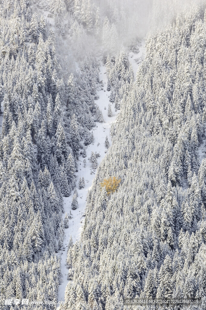 雪覆山林间蜿蜒小道