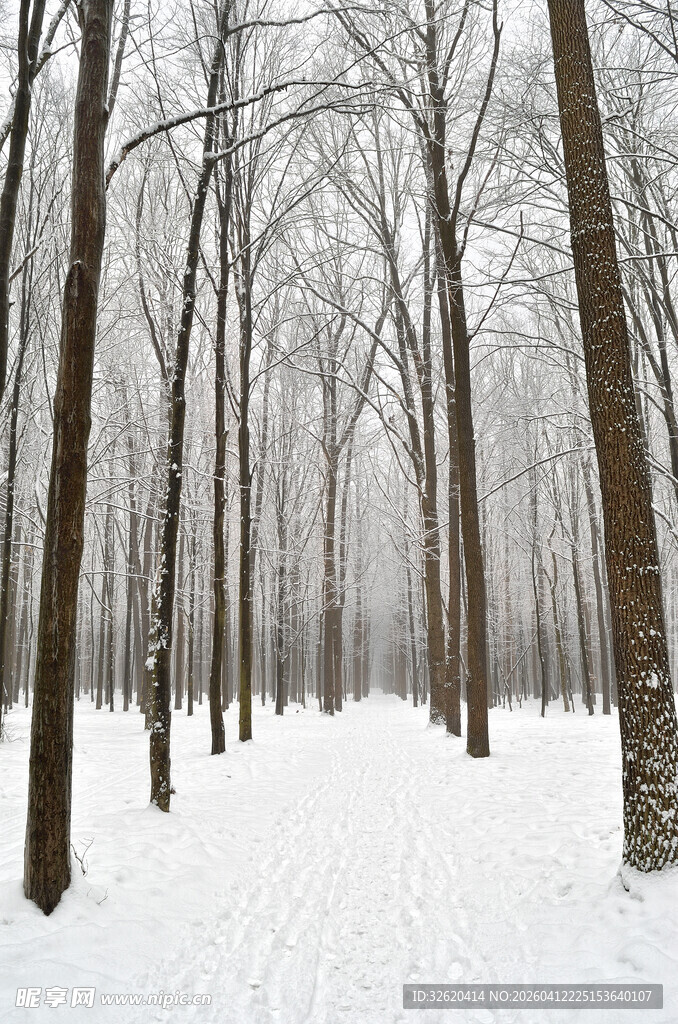 冬日雪林静谧之景