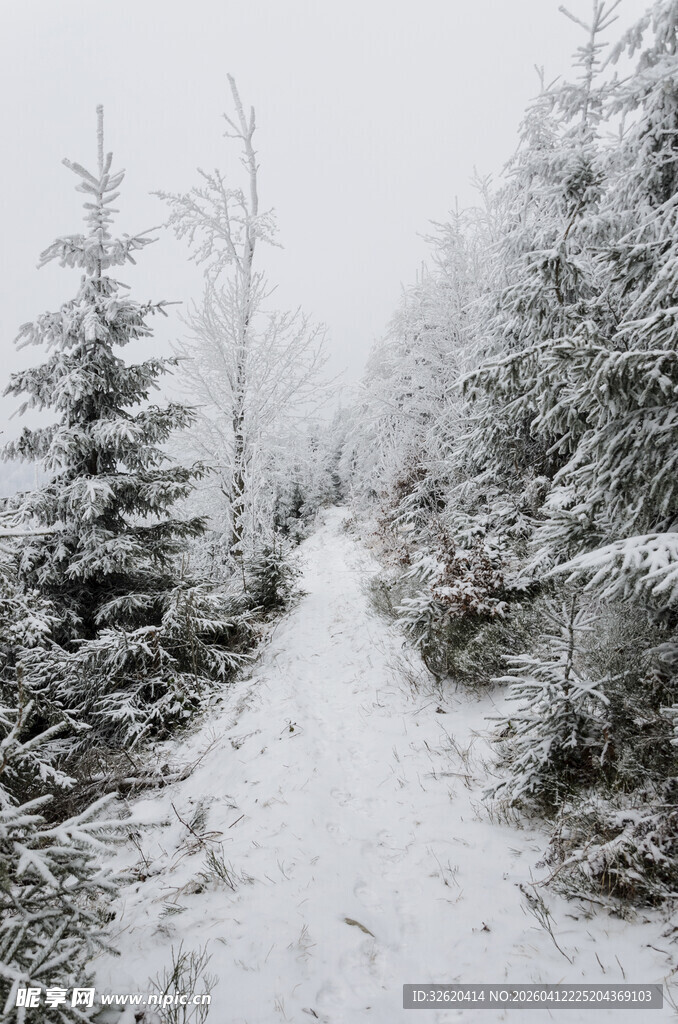 雪覆林间小径