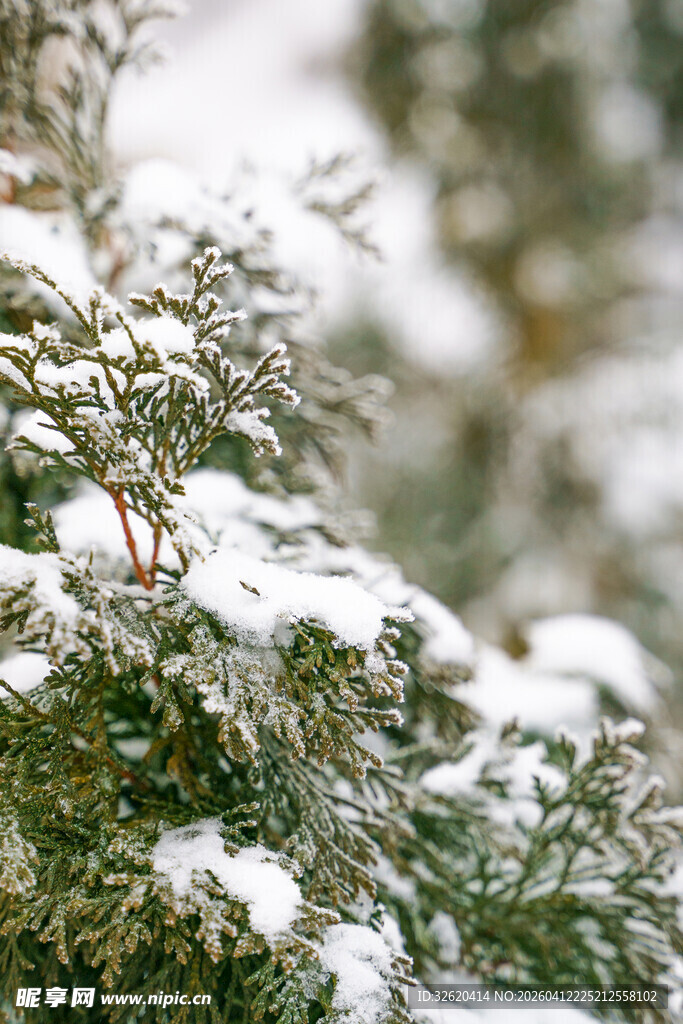 雪覆绿植
