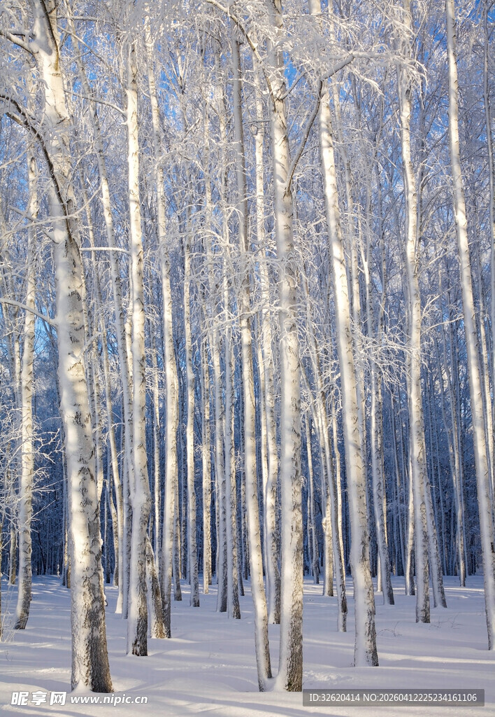 冬日白桦林雪景