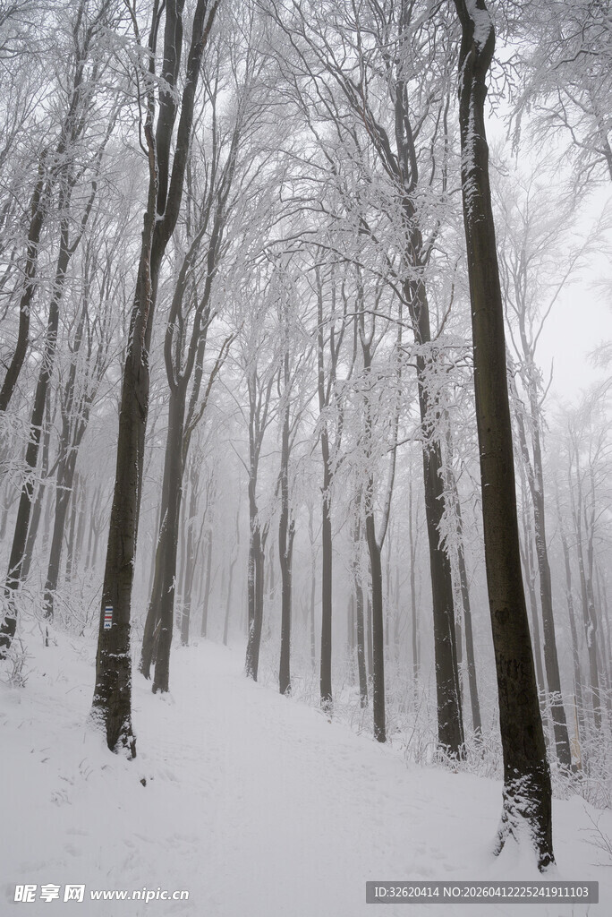 冬日雪覆森林静谧美景