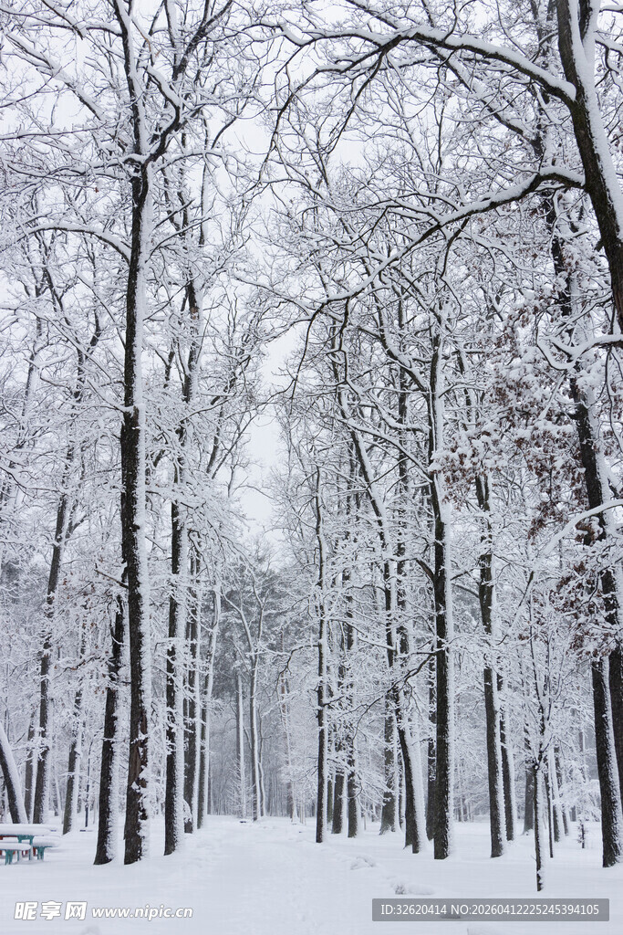 冬日雪覆树林美景