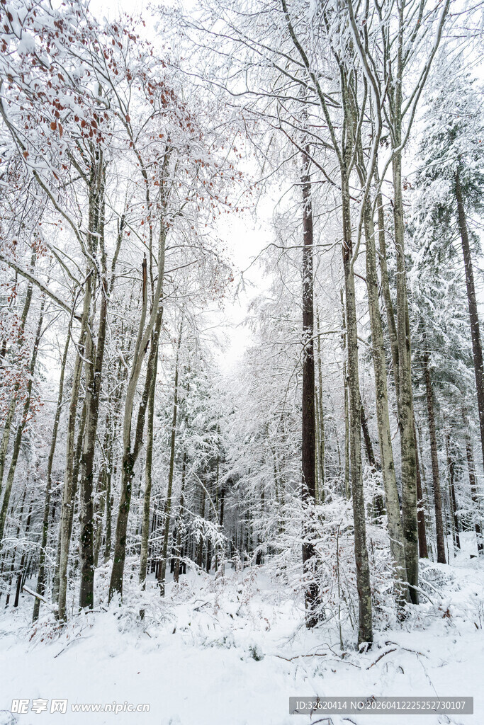 雪覆森林冬日美景