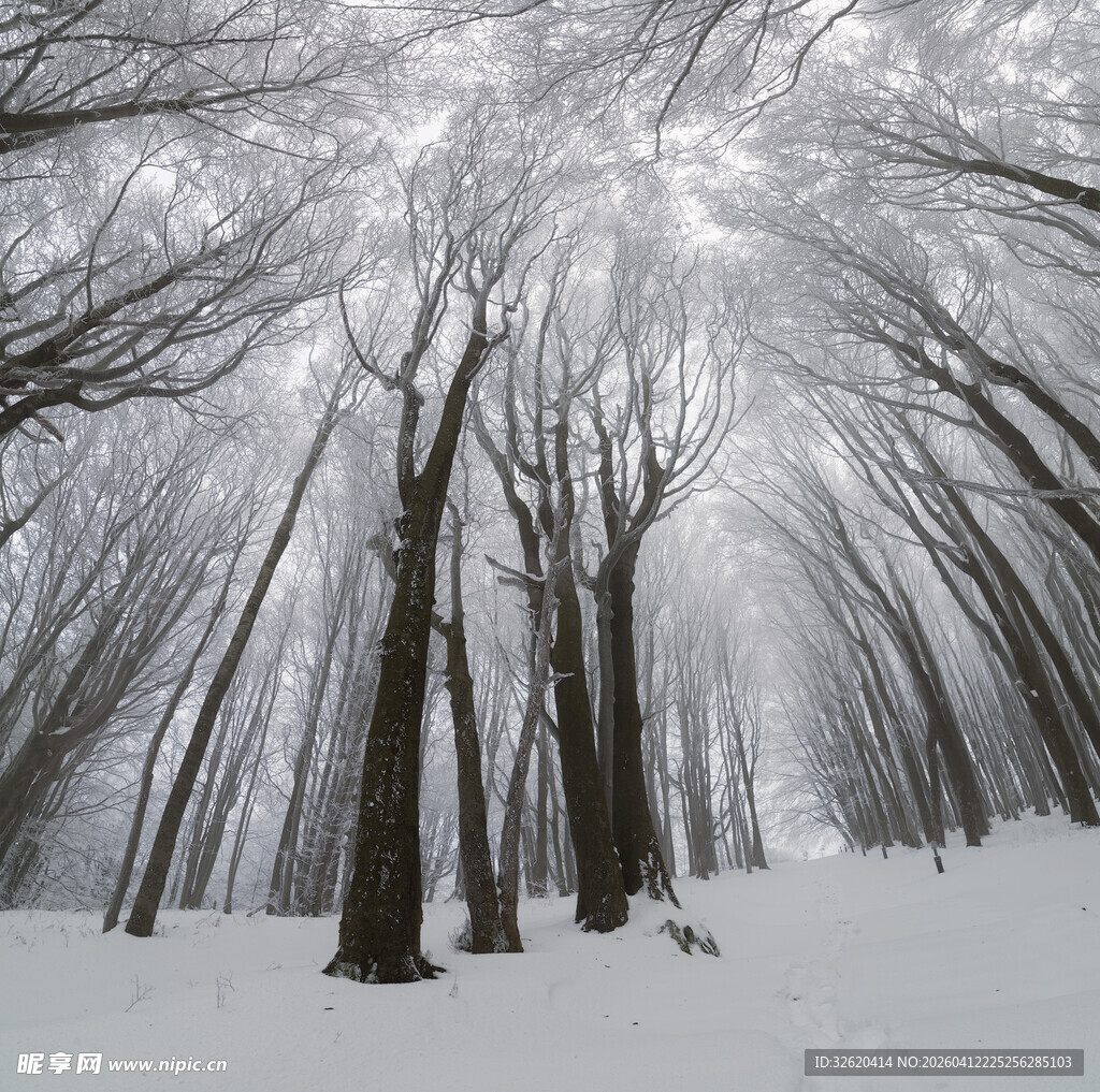 雪覆树林的静谧冬日景象