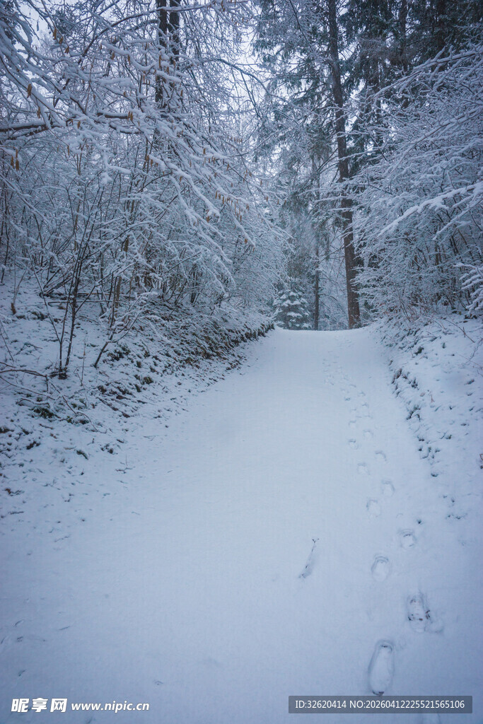 雪覆林间小径