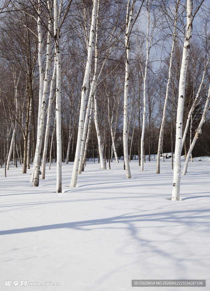 冬日白桦林雪景