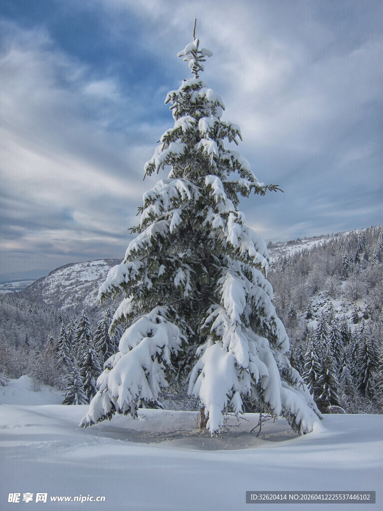 雪覆孤松的冬日美景