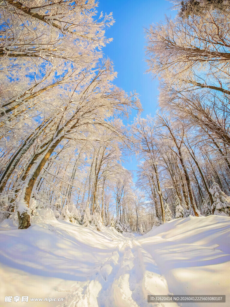 冬日雪林美景