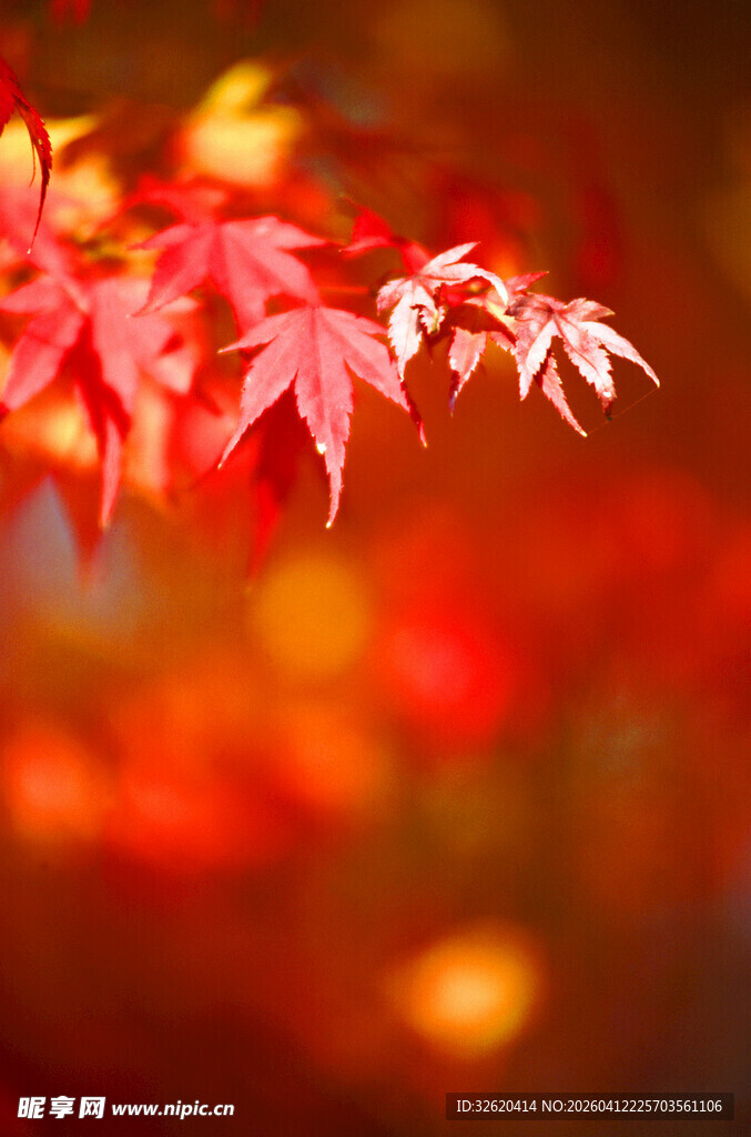 秋日红枫叶特写