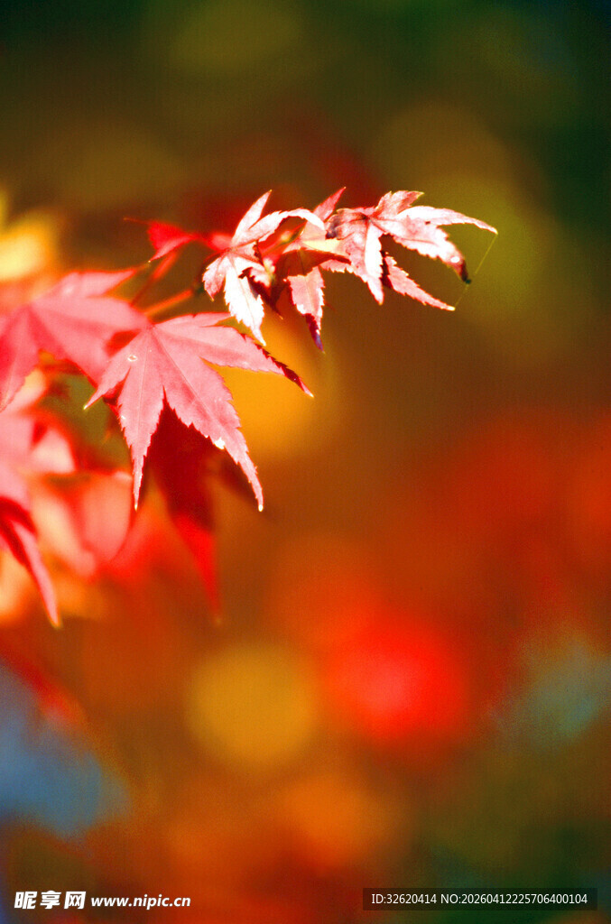 秋日红枫叶特写