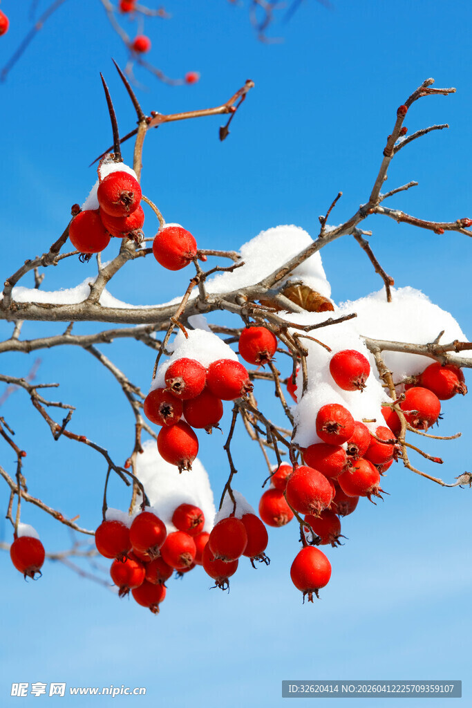 雪覆红果映蓝天