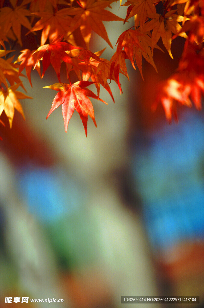 秋日红枫叶特写