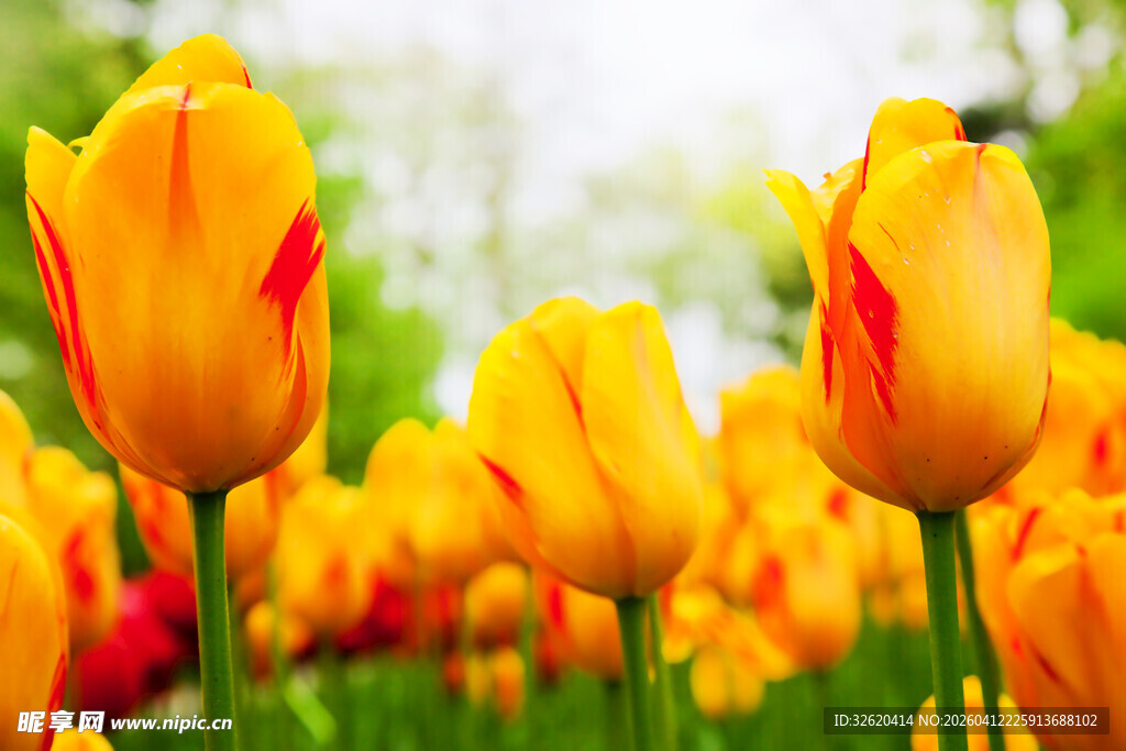 盛开的黄色郁金香花丛