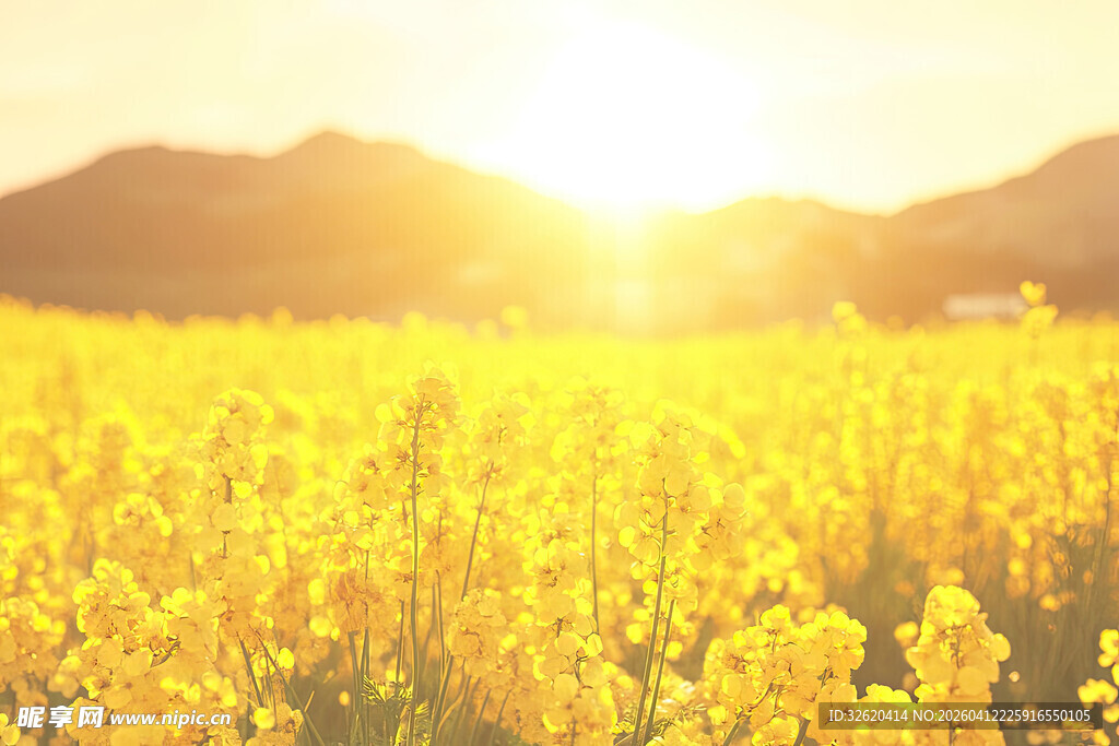 金色油菜花海映夕阳