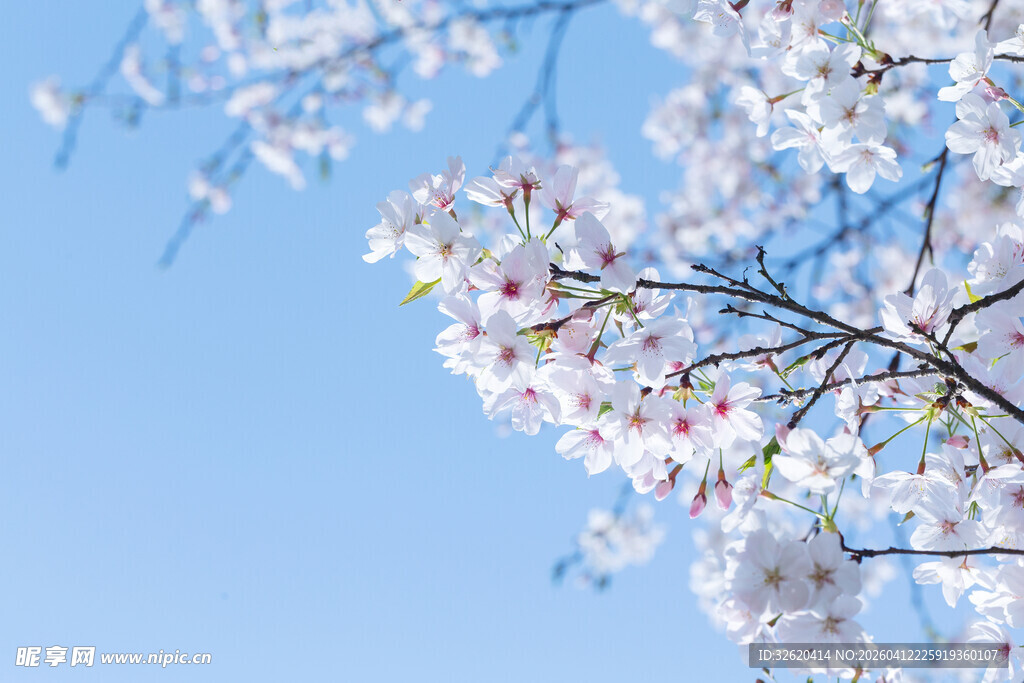 蓝天映衬下的烂漫樱花