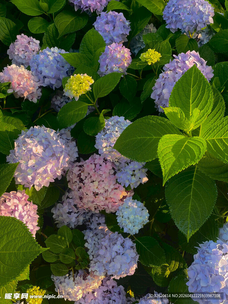 多彩绣球花绽放绿意间