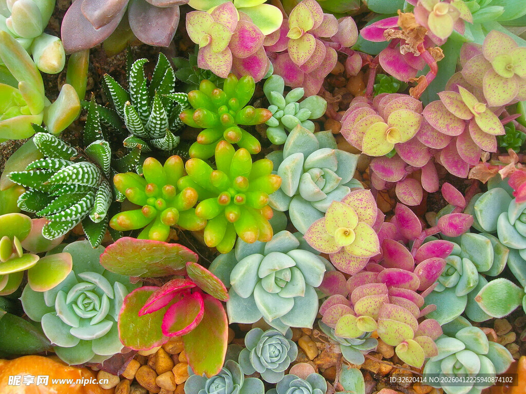 多彩多肉植物组合