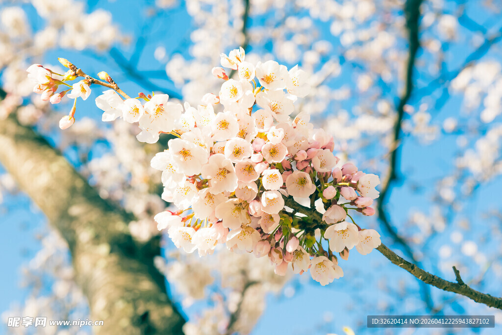 枝头盛放的烂漫樱花