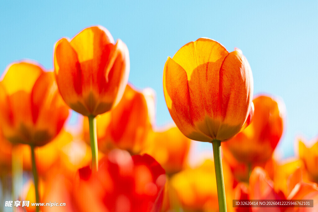 艳丽郁金香绽放于蓝天