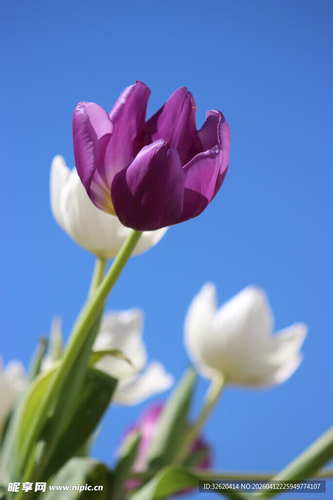 蓝天下的紫白郁金香