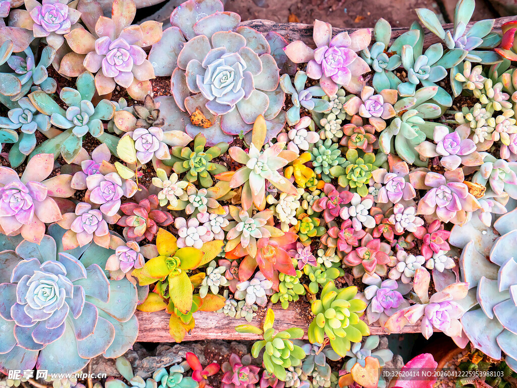多彩多肉植物大集合