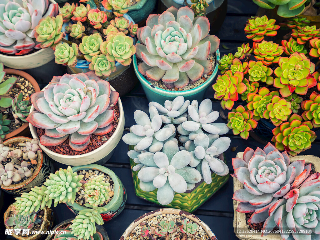 多彩多肉盆栽组合展示