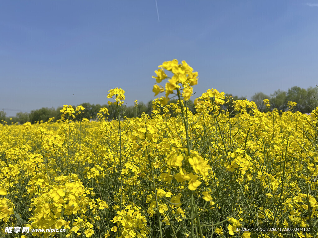 金黄油菜花田