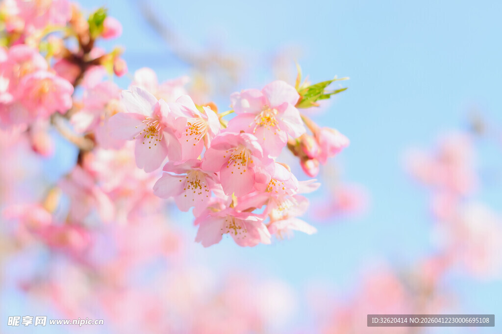 枝头绽放的粉嫩樱花