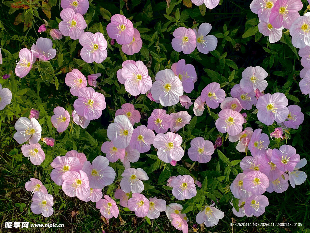 粉色繁花铺满地面