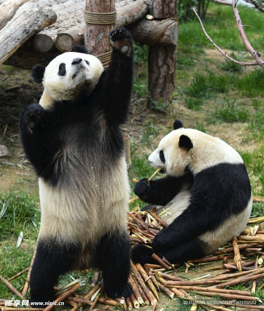 两只熊猫嬉戏玩耍