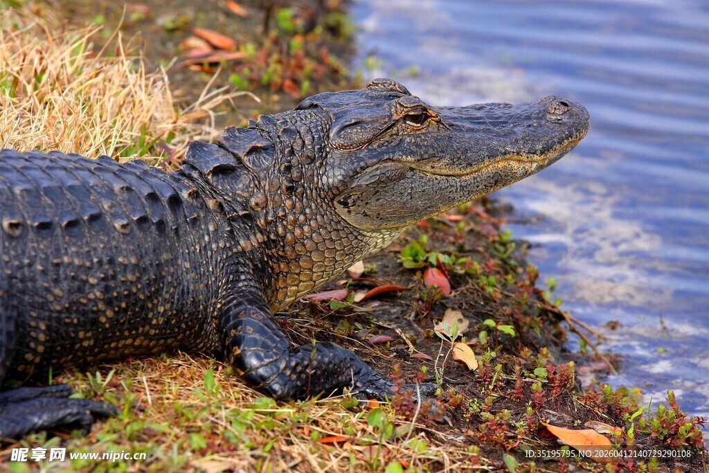 岸边休憩的鳄鱼