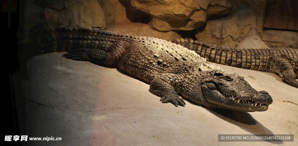 展示中的鳄鱼标本