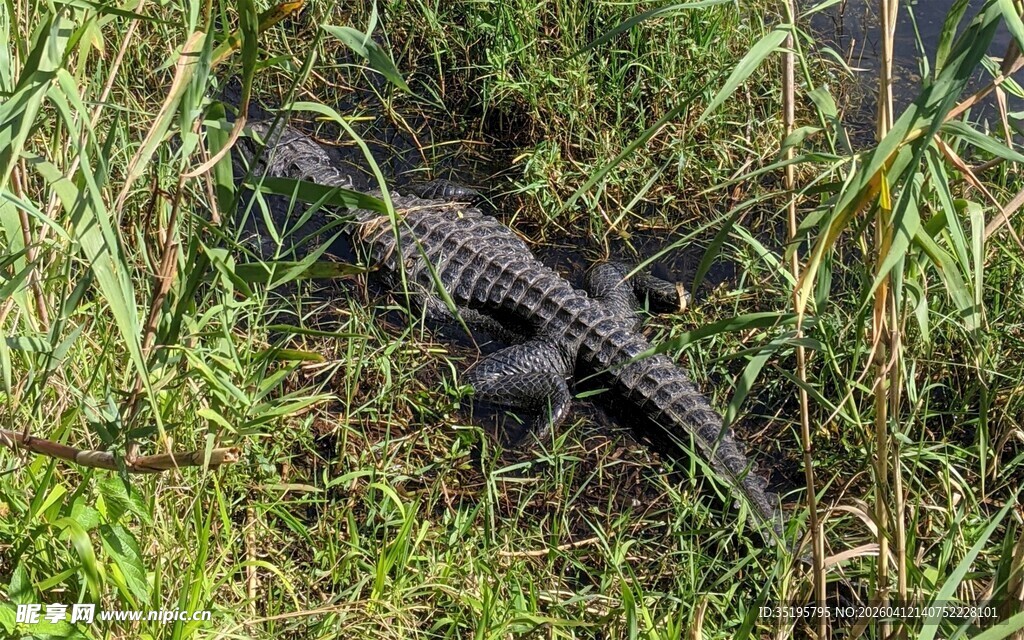 草丛中的小鳄鱼