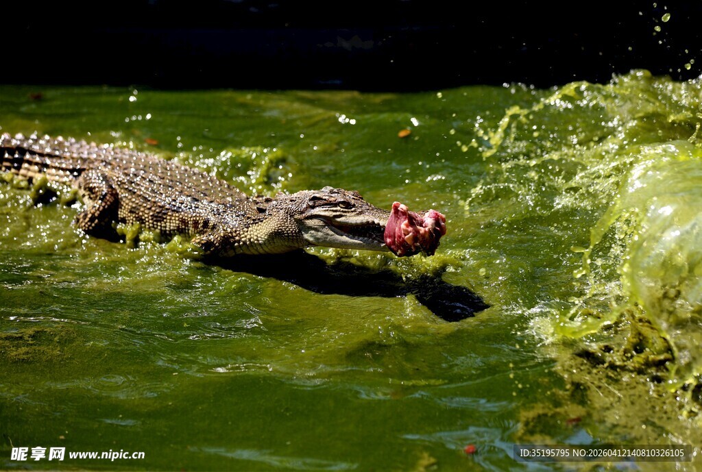 鳄鱼水中捕食溅起水花