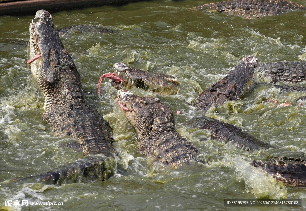 群鳄水中激烈争抢食物