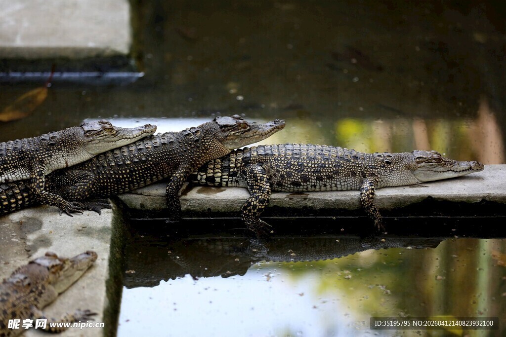 水边栖息的多只蛙类