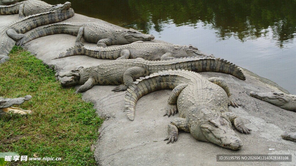 岸边休憩的一群鳄鱼