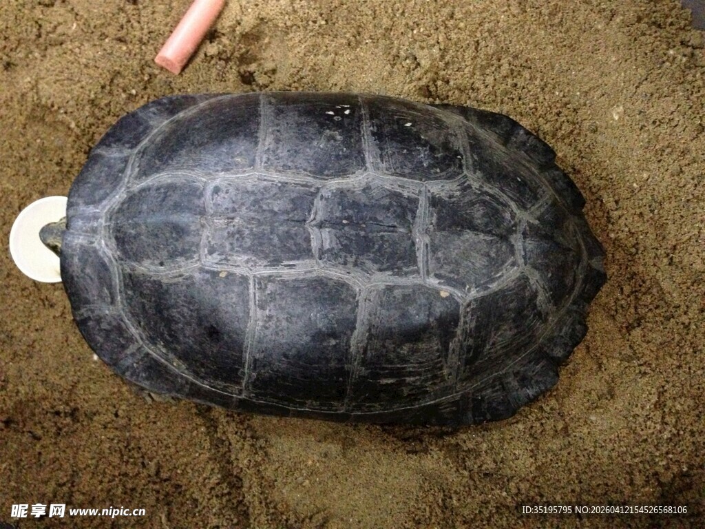 一只黑龟趴在泥土上