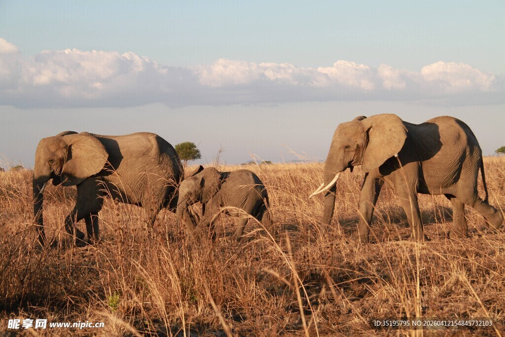 草原上的大象家族