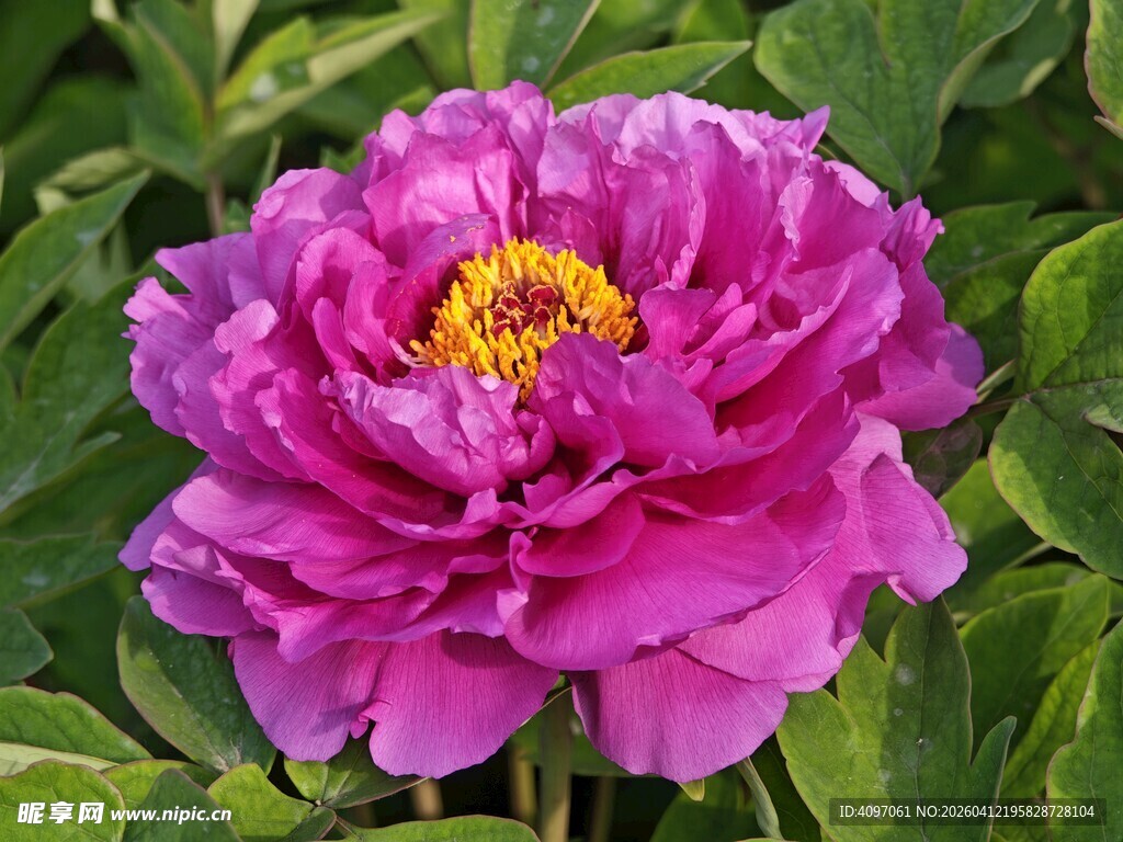 娇艳盛开的紫红色牡丹花