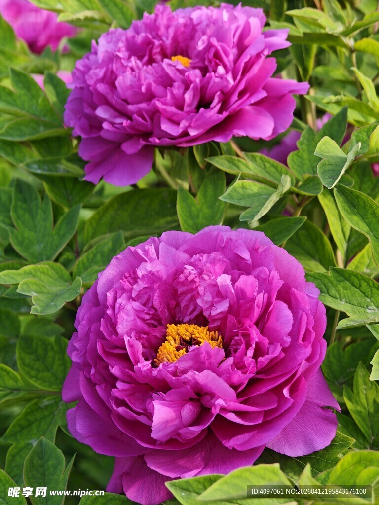 娇艳盛开的紫色牡丹花